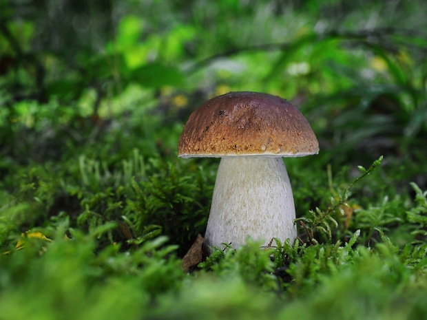 hríb smrekový Boletus edulis Bull.