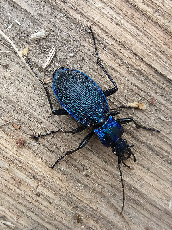 bystruška vráskavá Carabus intricatus