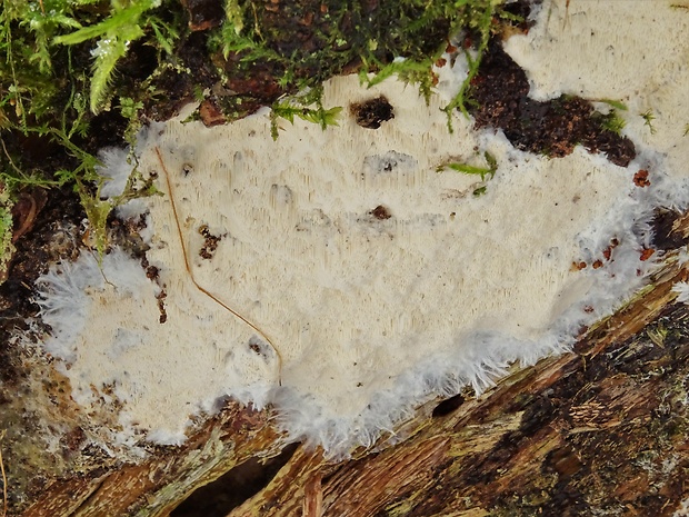 voskopórovček mäkký Ceriporiopsis mucida (Pers.) Gilb. & Ryvarden