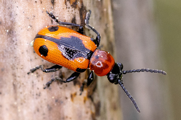 špargľovec päťbodkový Crioceris quinquepunctata