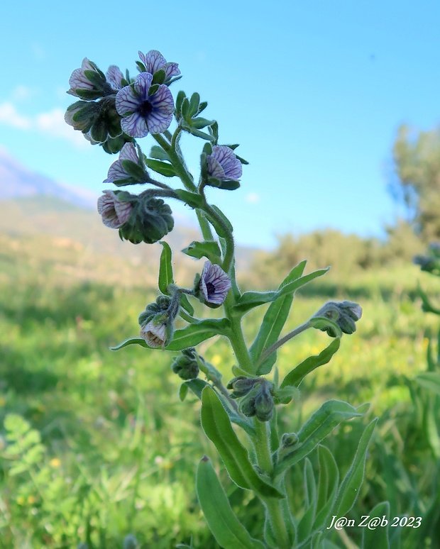 psojazyk krétsky Cynoglossum creticum Miller