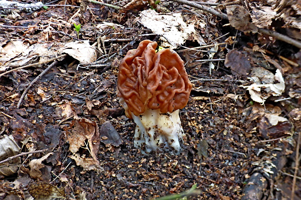 ušiak obrovský Gyromitra gigas (Krombh.) Cooke