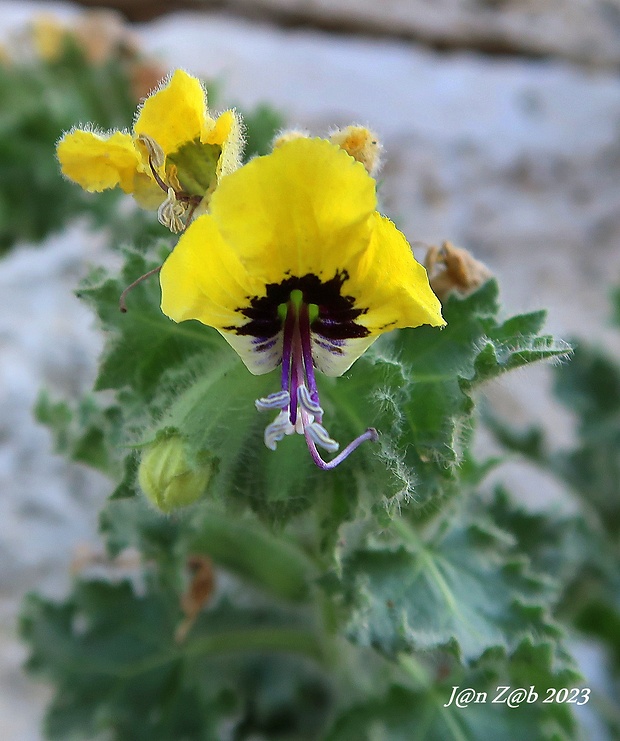 blen zlatý Hyoscyamus aureus L.