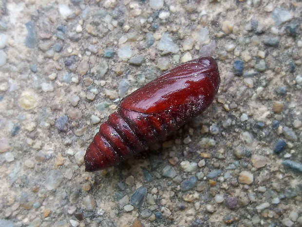 Kukla motýľa Lepidoptera sp.