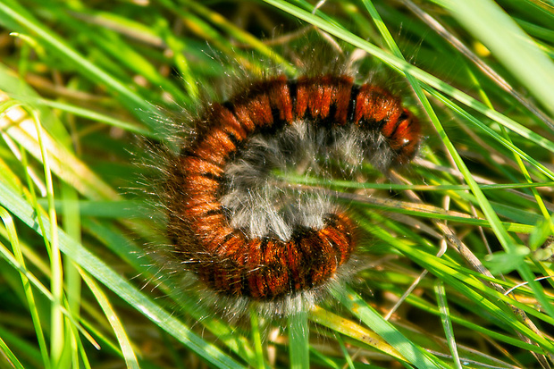 Priadkovec černicový Macrothylacia rubi (Linnaeus, 1758)