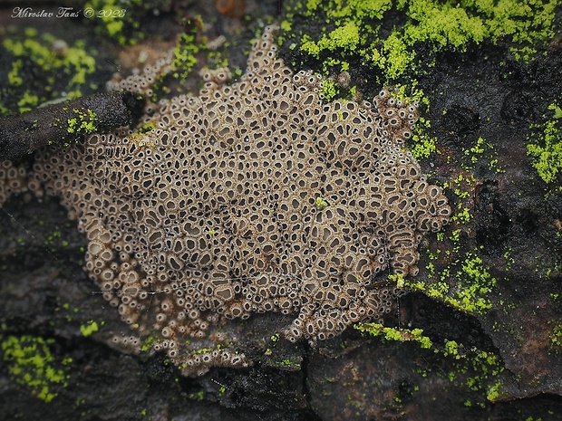 padrobnica Merismodes sp.