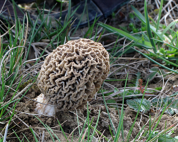 smrčok stepný Morchella steppicola Zerova