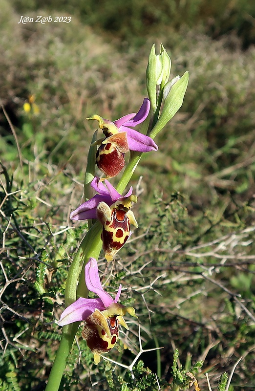 hmyzovník Ophrys scolopax subsp. heldreichii