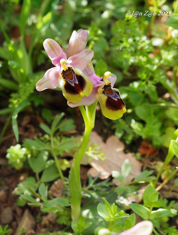 hmyzovník Ophrys tenthredinifera Willd.