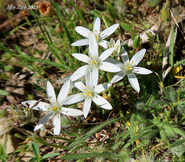 bledavka Ornithogalum sibthorpii Greuter 1967