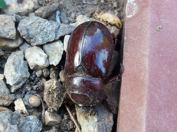 Nosorožtek obyčajný Oryctes nasicornis (Linnaeus, 1758)