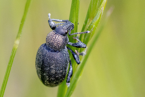 Nosánik ligurčekový Otiorhynchus ligustici (Linnaeus, 1758)