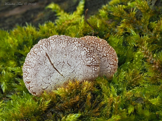 pňovka obyčajná Panellus stipticus (Bull.) P. Karst.