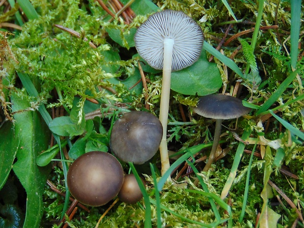 peniazočka smreková Strobilurus esculentus (Wulfen) Singer