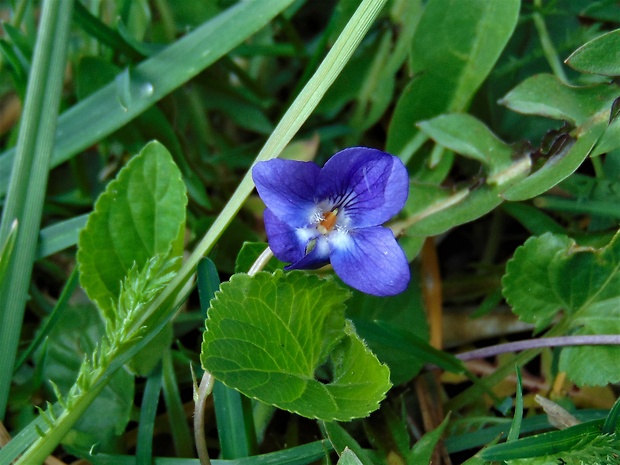 fialka Viola sp.