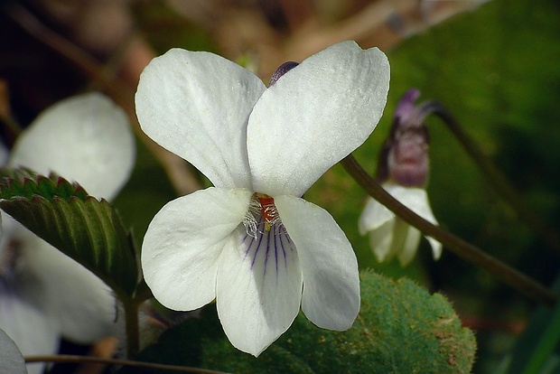 fialka krovisková Viola suavis M. Bieb.