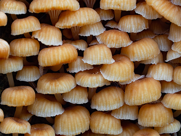 tanečnička zvončekovitá Xeromphalina campanella (Batsch) Maire