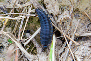  Bystruška, larva