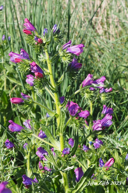 hadinec skorocelový Echium plantagineum L.