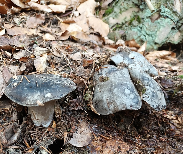 šťavnačka marcová Hygrophorus marzuolus (Fr.) Bres.