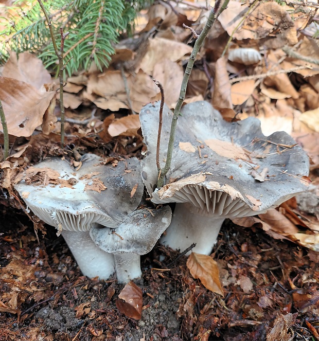 šťavnačka marcová Hygrophorus marzuolus (Fr.) Bres.