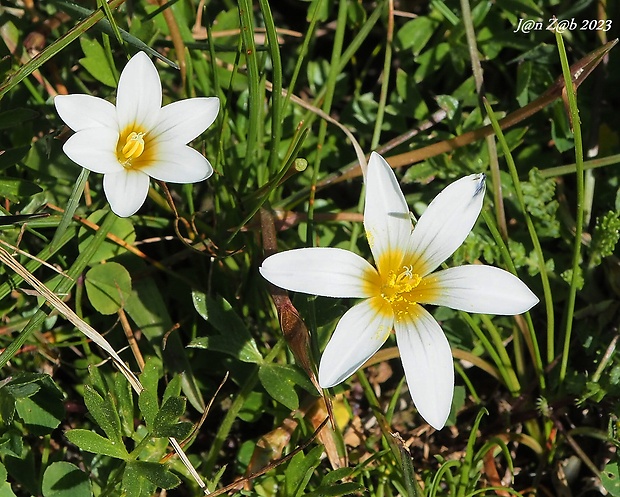 Romulea bulbocodium   (L.) Sebast. &amp; Mauri