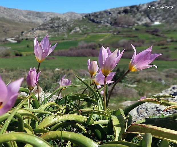 tulipán skalný Tulipa saxatilis Sieber ex Spreng.