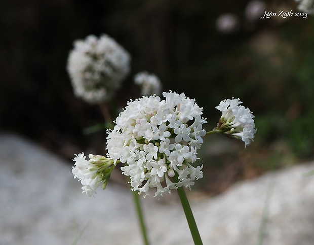 valeriána Valeriana asarifolia Dufresne