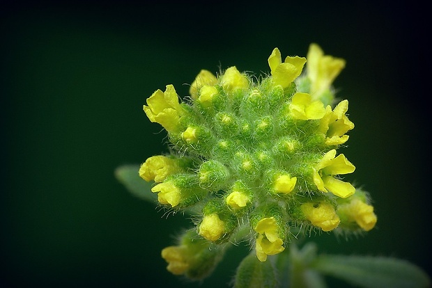 tarica stepná Alyssum desertorum Stapf