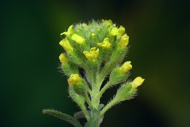 tarica stepná Alyssum desertorum Stapf