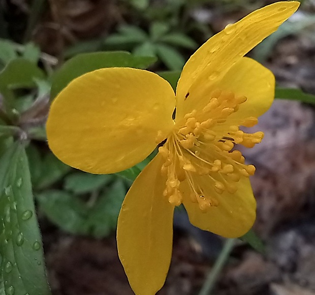 veternica iskerníkovitá Anemone ranunculoides L.