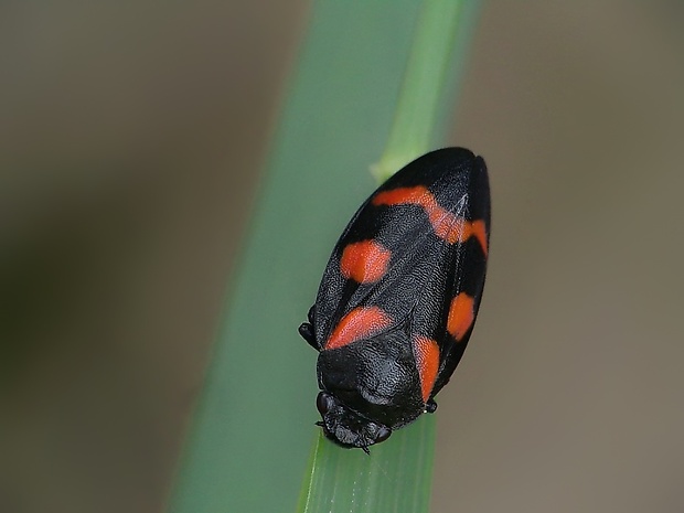 peniarka nížinná Cercopis sanguinolenta