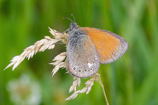 očkáň traslicový  Coenonympha glycerion  (Borkhausen, 1877)