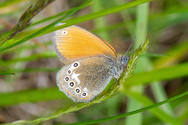 očkáň traslicový  Coenonympha glycerion (Borkhausen, 1788)