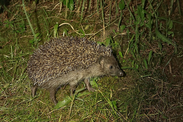 jež tmavý Erinaceus europaeus