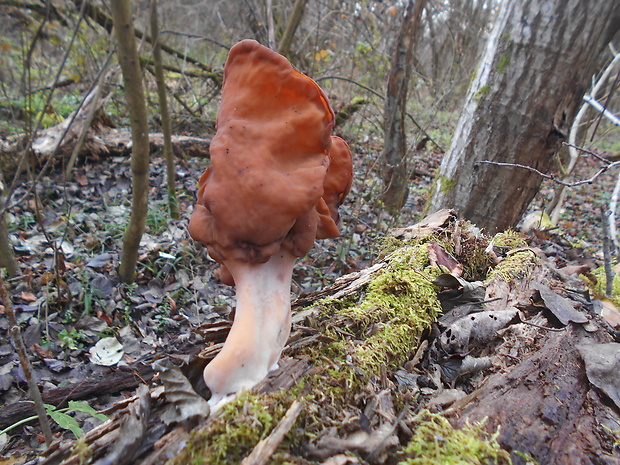 ušiak mitrovitý Gyromitra infula (Schaeff.) Quél.