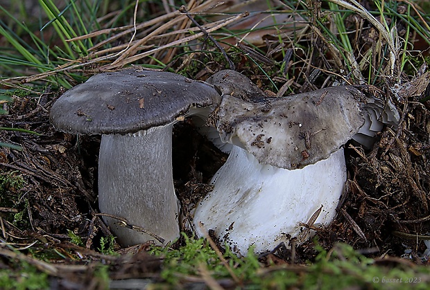 šťavnačka marcová Hygrophorus marzuolus (Fr.) Bres.