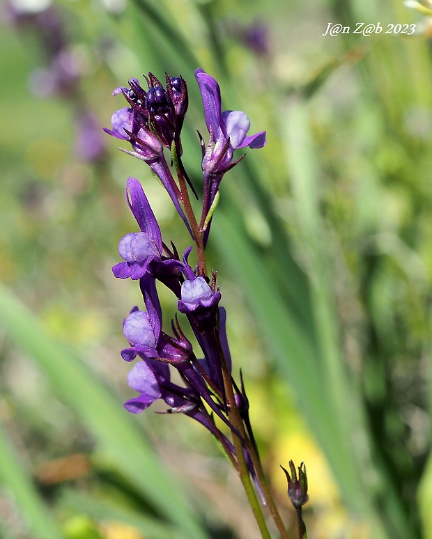 pyštek Linaria pelisseriana (L.) Miller