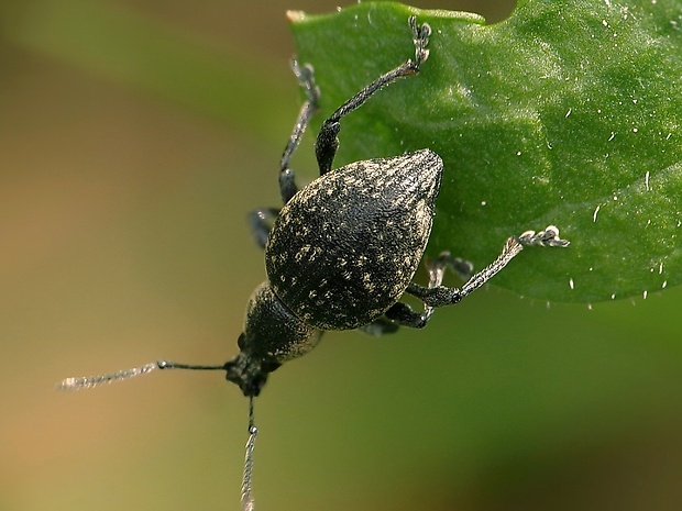 nosánik Liophloeus tessulatus