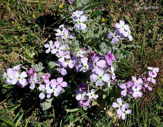 fiala trojrohá Matthiola tricuspidata (L.) R. Br.