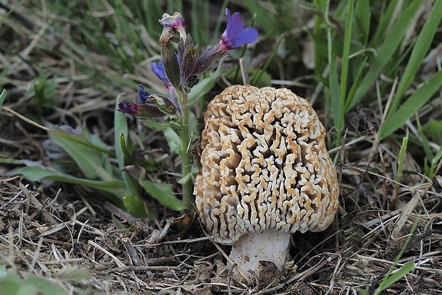 smrčok stepný Morchella steppicola Zerova