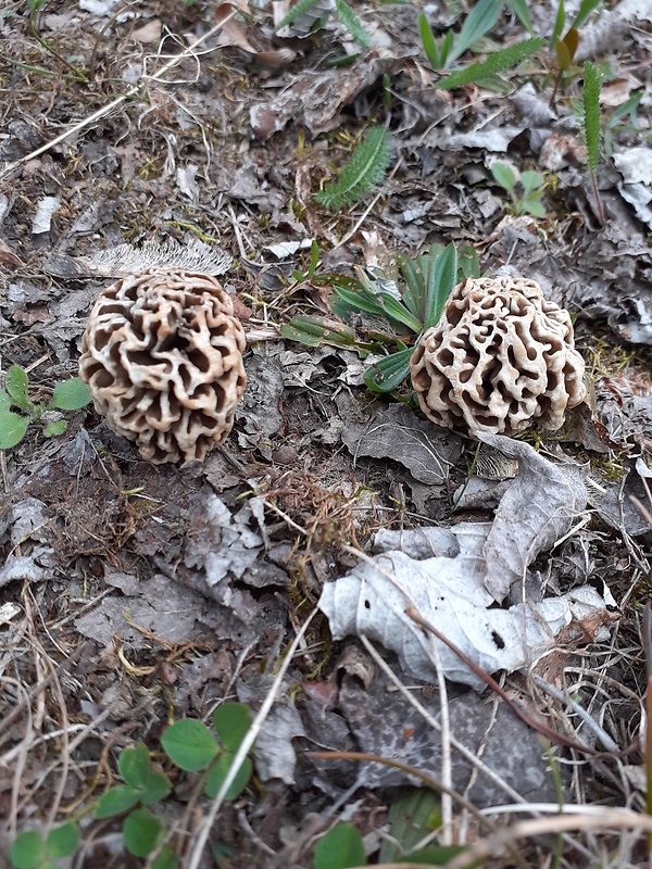 smrčok obyčajný Morchella vulgaris (Pers.) Gray