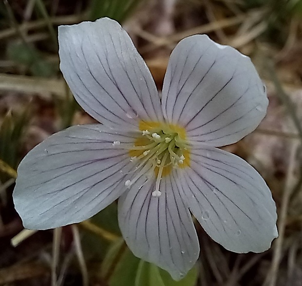 kyslička obyčajná Oxalis acetosella L.