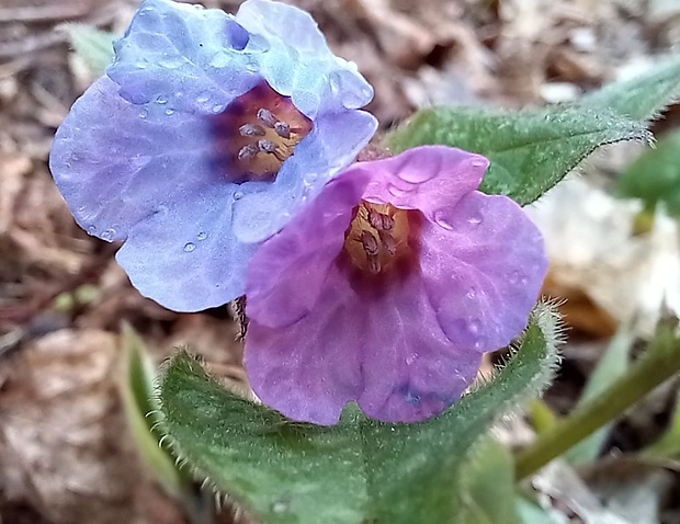 pľúcnik lekársky Pulmonaria officinalis L.