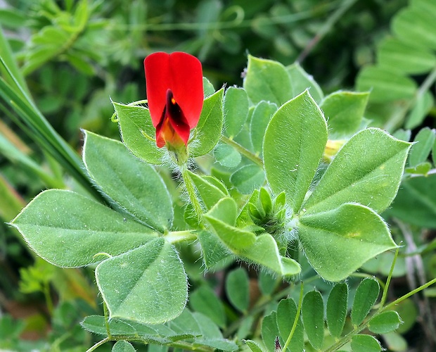 paľadenec Tetragonolobus purpureus