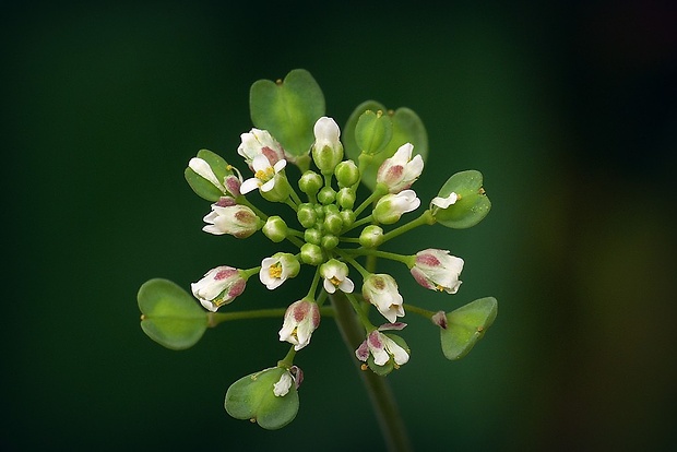 peniažtek prerastenolistý Thlaspi perfoliatum L.