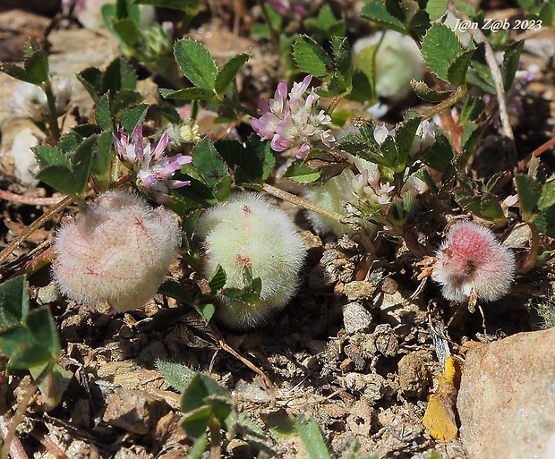 ďatelina Trifolium tomentosum L.