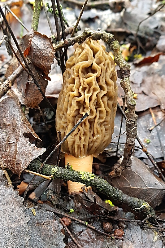 smrčkovec český Verpa bohemica (Krombh.) J. Schröt.