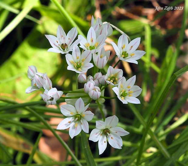 cesnak trojlistý Allium trifoliatum Cirillo