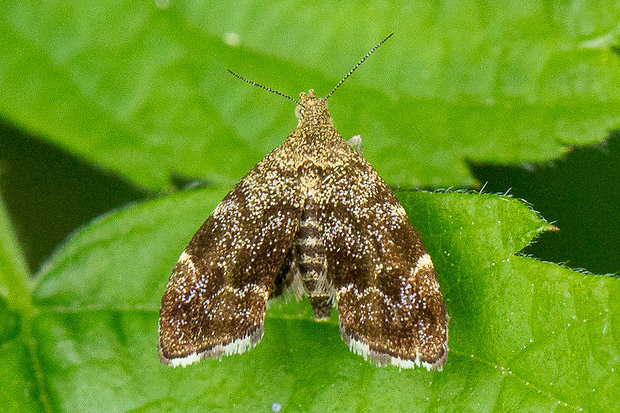 Listomôľka Fabriciova  Anthophila fabriciana (Linnaeus, 1758)